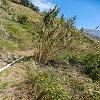 Plants: image 41 Of 208 Thumb